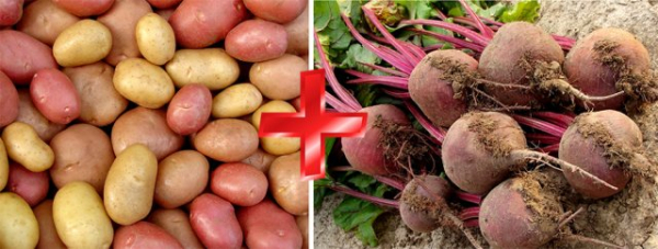 Смешанные посадки: 5 лучших сочетаний овощей для богатого урожая